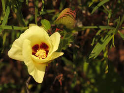 Image of upland cotton