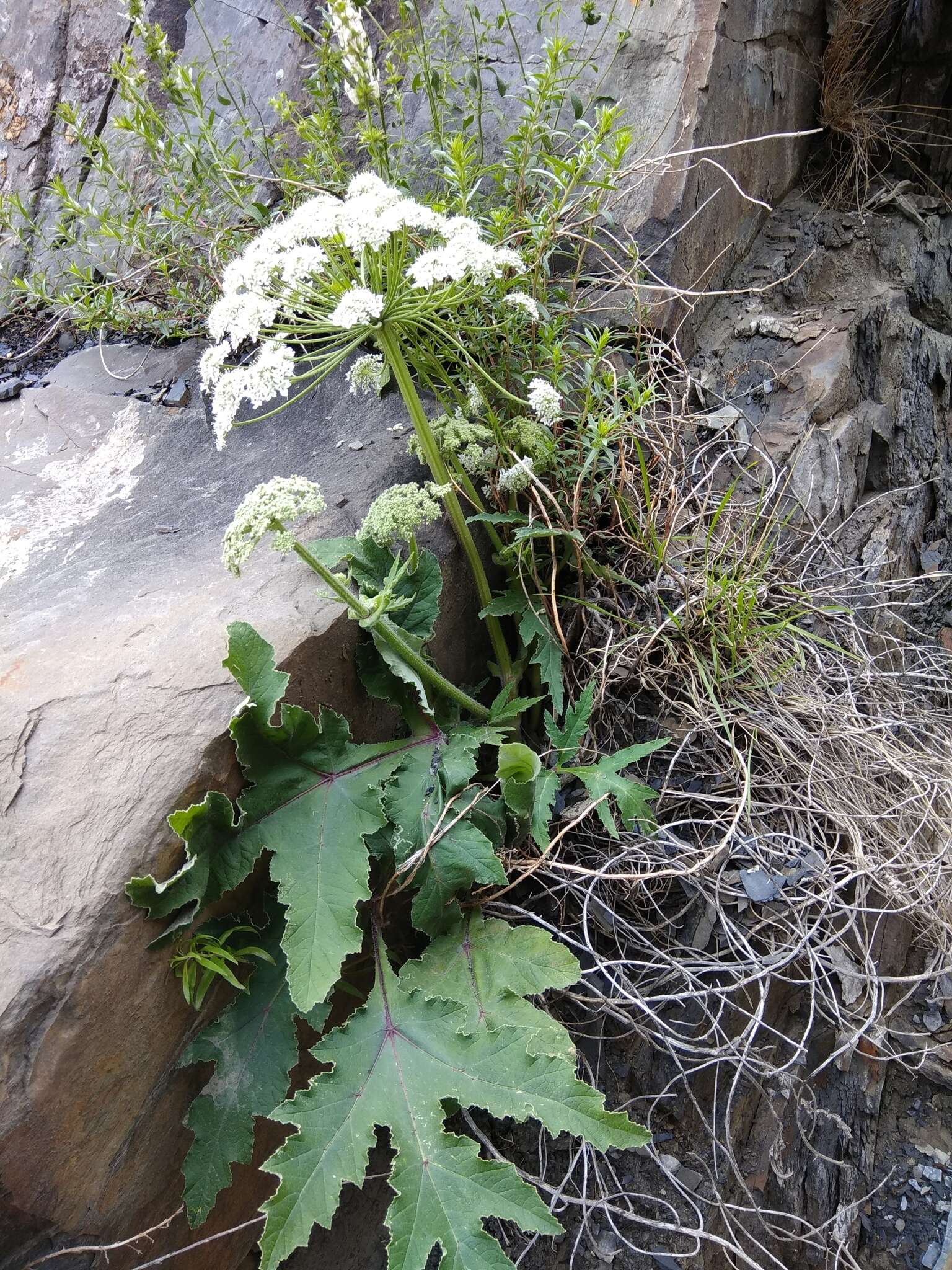 Image of Heracleum grandiflorum Stev. ex Bieb.