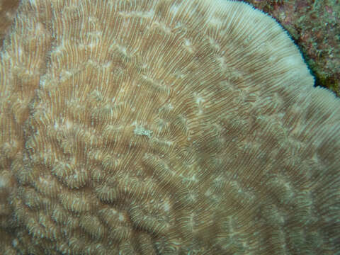 Image of bracket coral