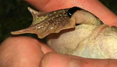 Image of Iberian Spadefoot Toad