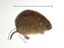 Image of Common Vole