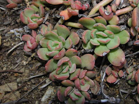 Image of Sedum flavidum