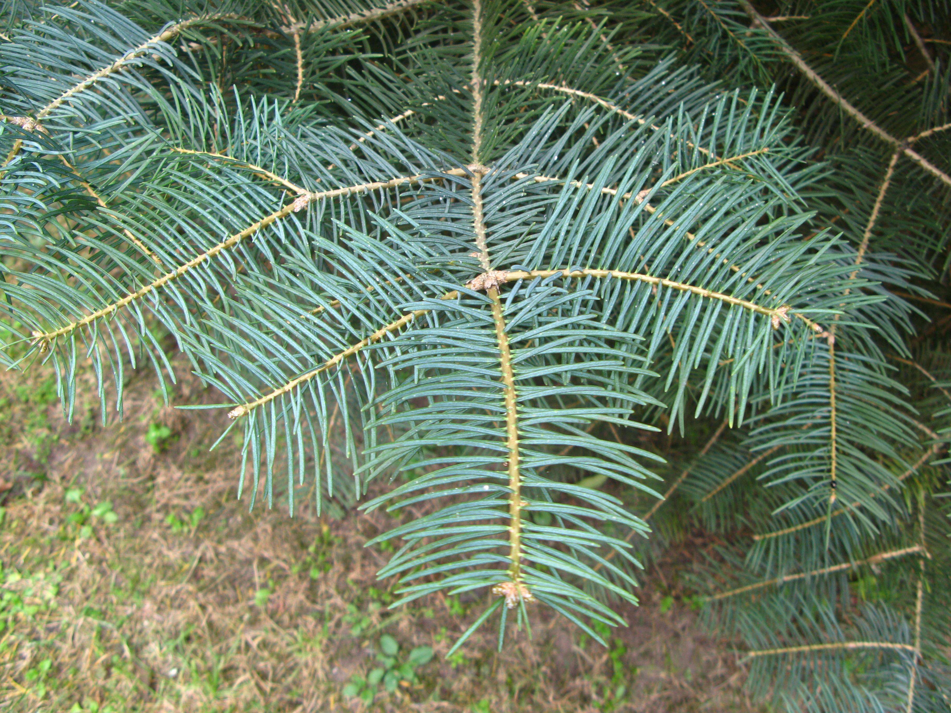 Image of white fir