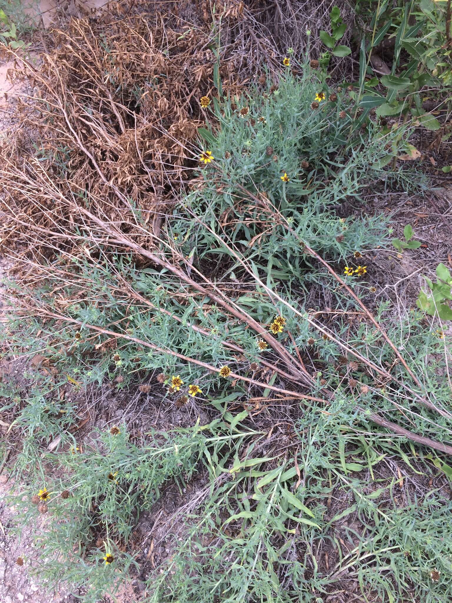 Image of Texas blueweed