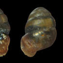 Image of Desmoulin's Whorl Snail