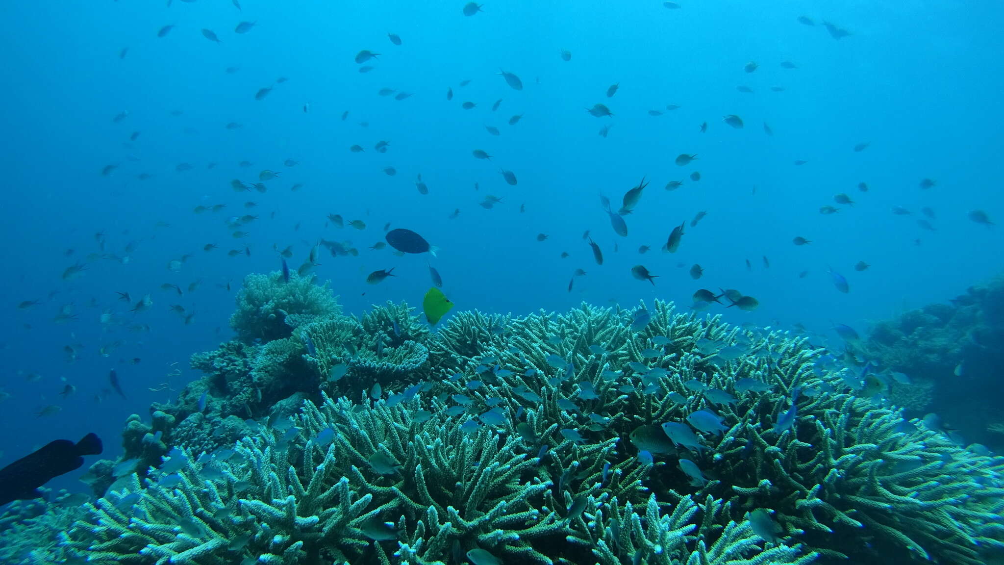 Image of Chocolate Surgeonfish