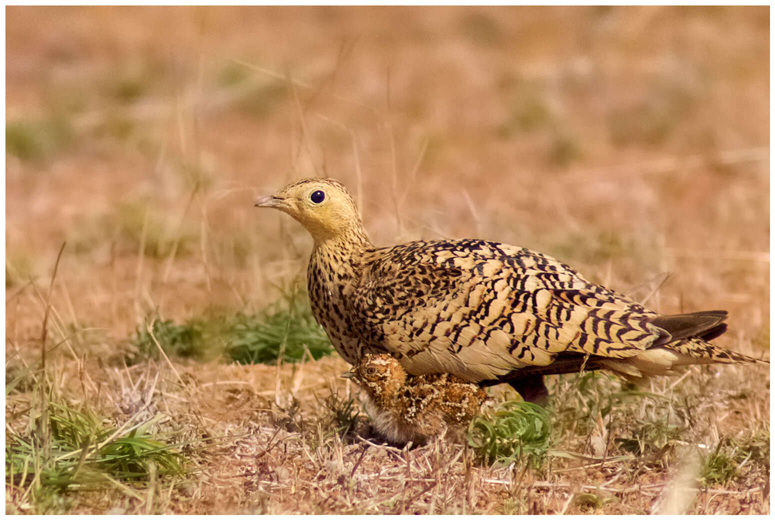 Image of Chestnut-bellied Sandgrouse