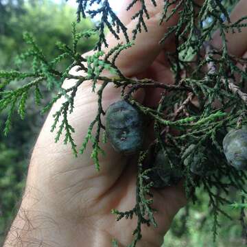 Image of Puebla juniper