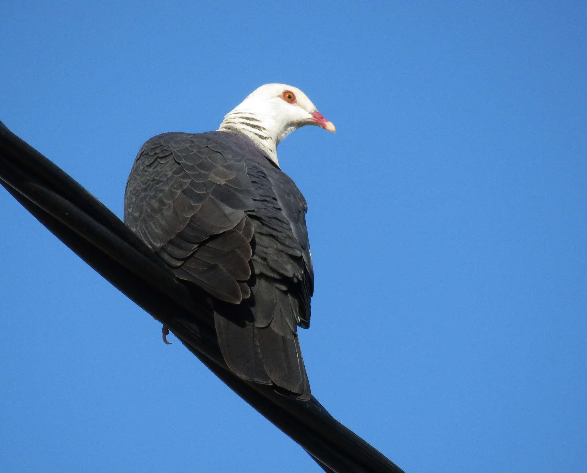 Image of White-headed Pigeon