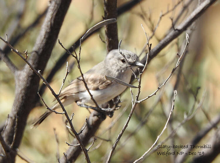 Image of Slaty-backed Thornbill