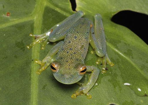 صورة Cochranella granulosa (Taylor 1949)