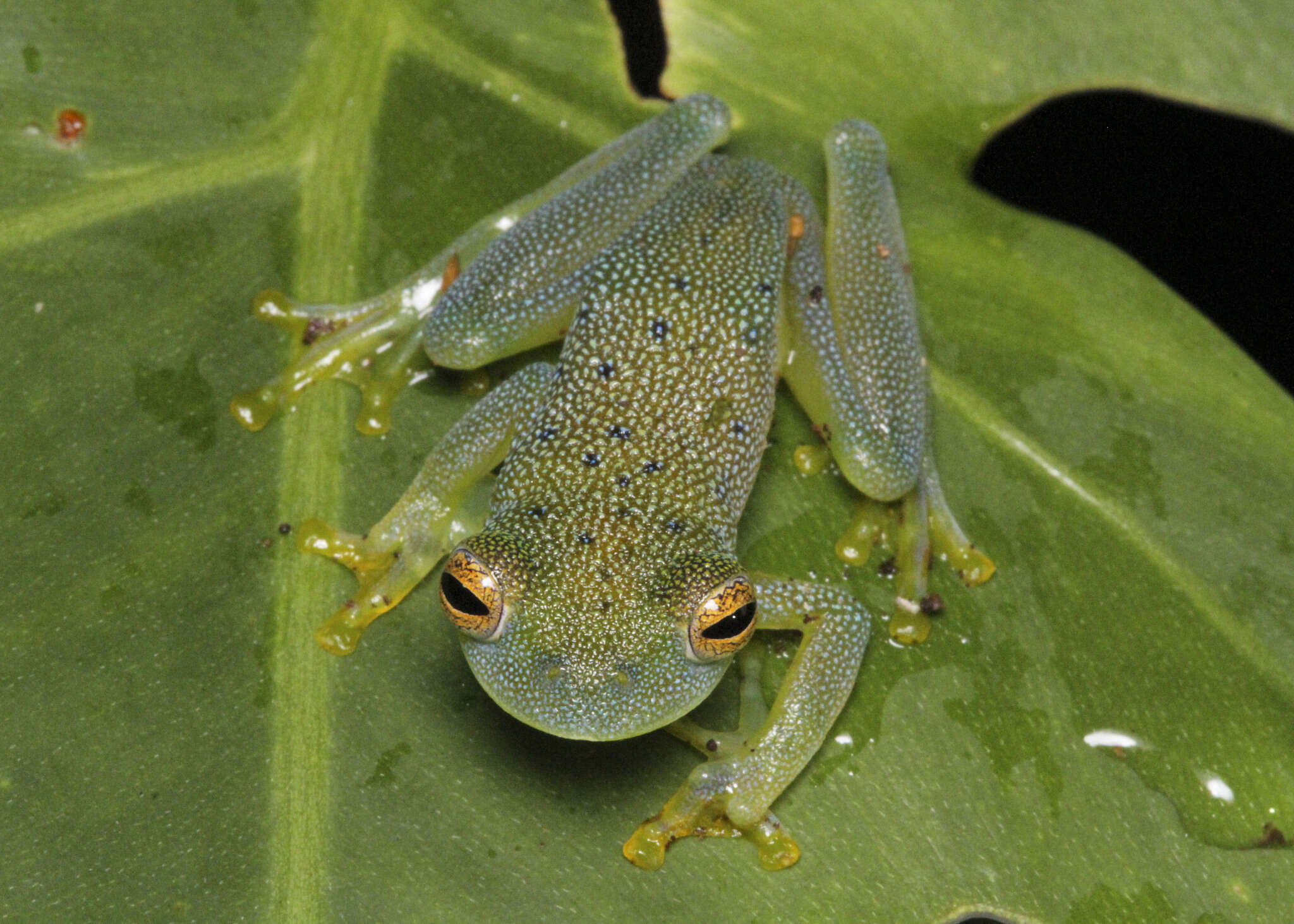 Image de Cochranella granulosa (Taylor 1949)