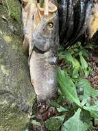 Image of African arowana