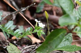 Image de Lithospermum calcicola Robinson