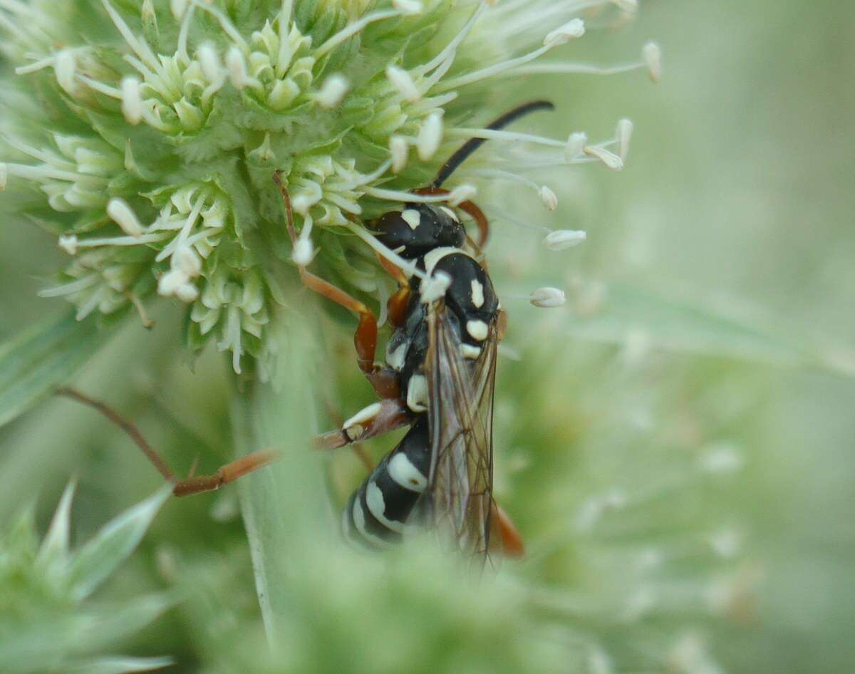 صورة Ceropales albicincta (Rossi 1790)