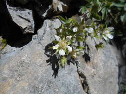 Image of Potentilla caulescens L.