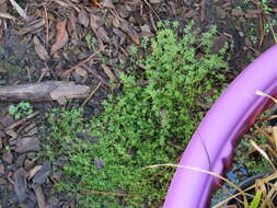 Image of Lamarck's bedstraw