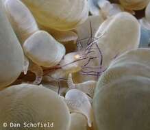 Image of Bubble coral shrimp