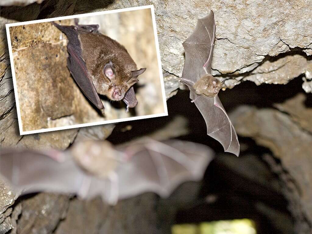 Image of Eastern Horseshoe Bat