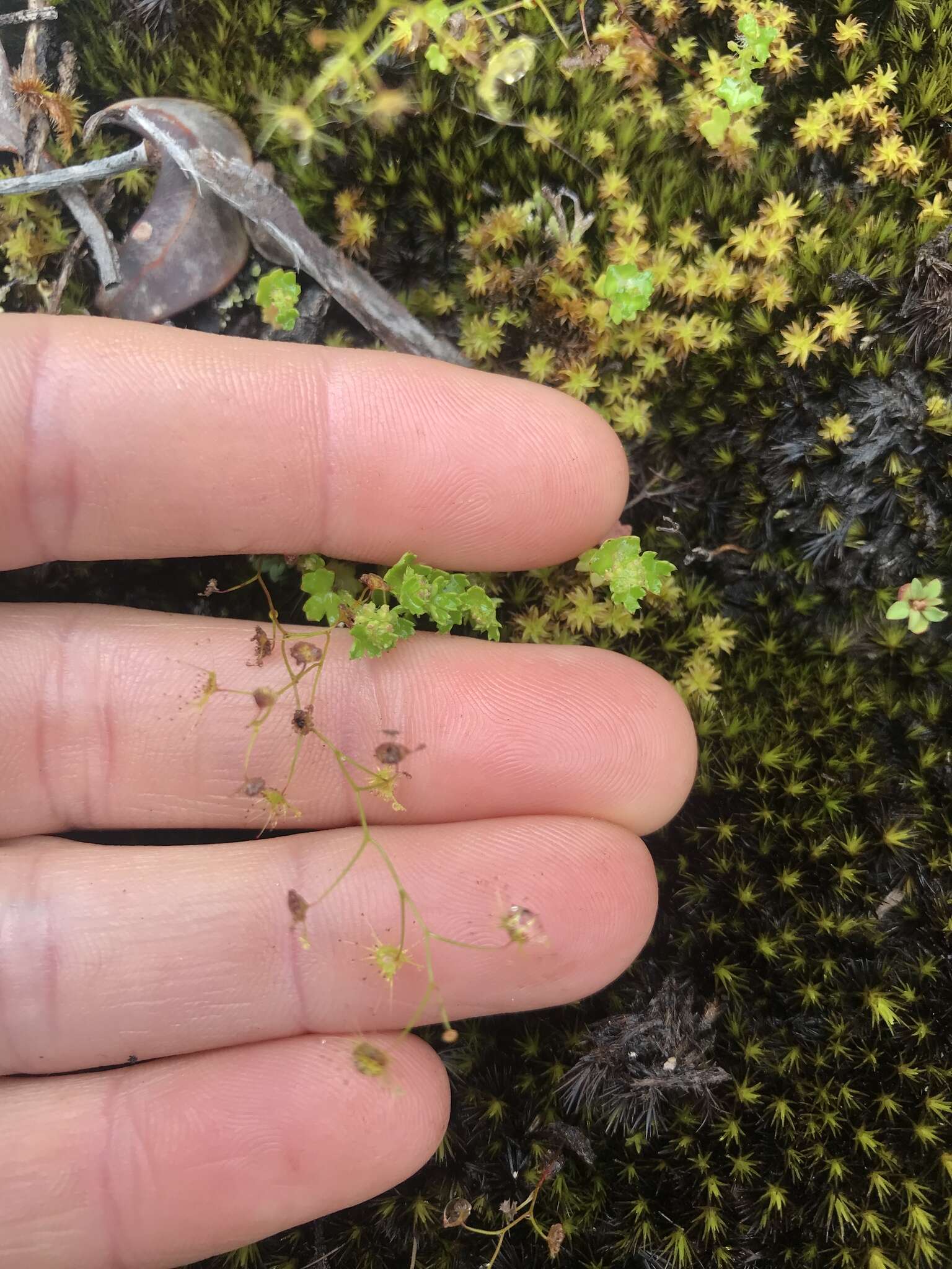 Image of Drosera modesta Diels