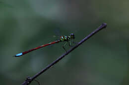 Image of Rhinagrion macrocephalum (Selys 1862)