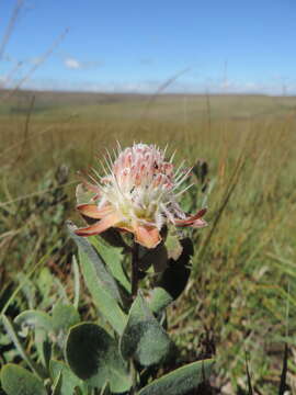 Image of Protea heckmanniana Engl.