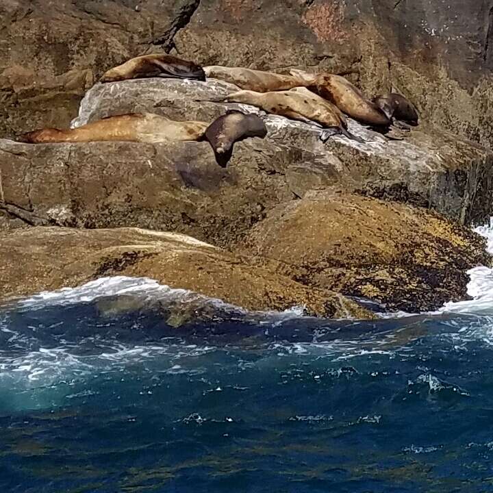 Image of northerns sea lions