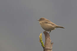 Image of Siberian Chiffchaff