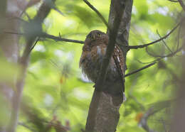 Image of Asian Barred Owlet