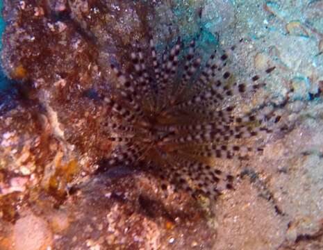 Image of banded sea urchin