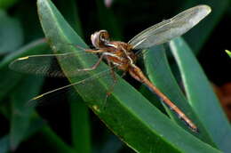 Image of Two-striped Skimmer