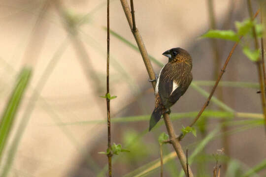 Image of White-rumped Munia