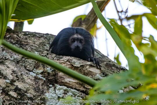 Image of golden-rumped lion tamarin