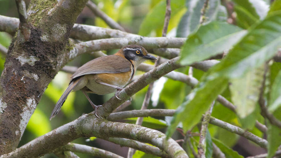 Image of Lesser Necklaced Laughingthrush