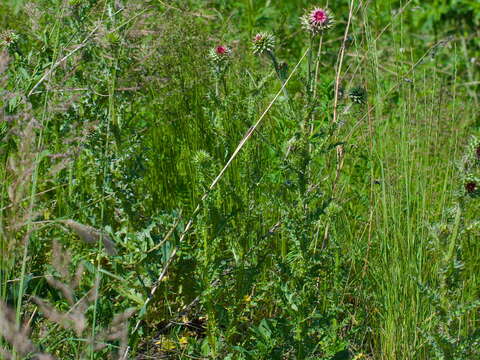 Image of Carduus nutans subsp. leiophyllus (Petrovic) Arènes