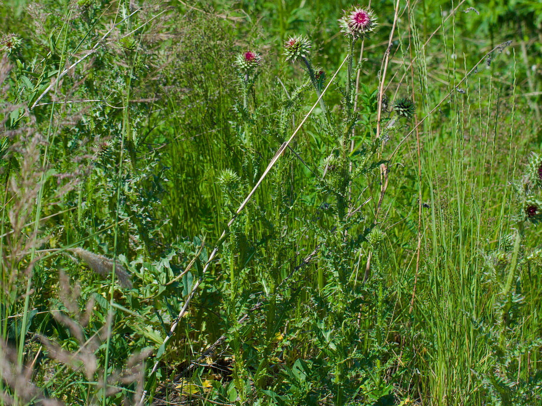 Image of Carduus nutans subsp. leiophyllus (Petrovic) Arènes