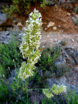 Image of Timothy or Cat's Tail