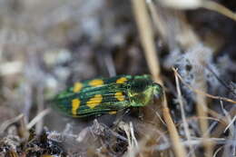 Castiarina insculpta (Carter 1934) resmi