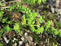 Image of smooth rupturewort