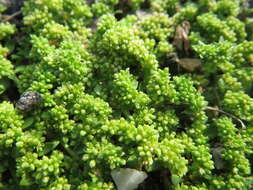 Image of smooth rupturewort