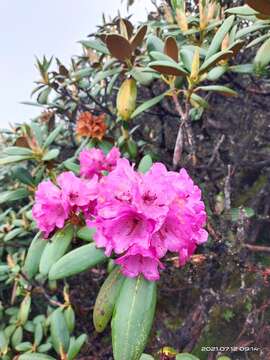 Image of Rhododendron campanulatum subsp. aeruginosum (Hook. fil.) D. F. Chamb.