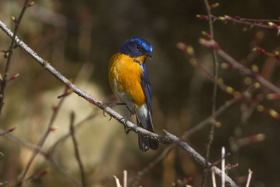 Image de Robin à ventre roux