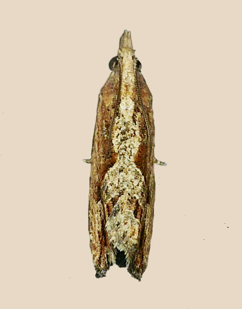 Image of Moth