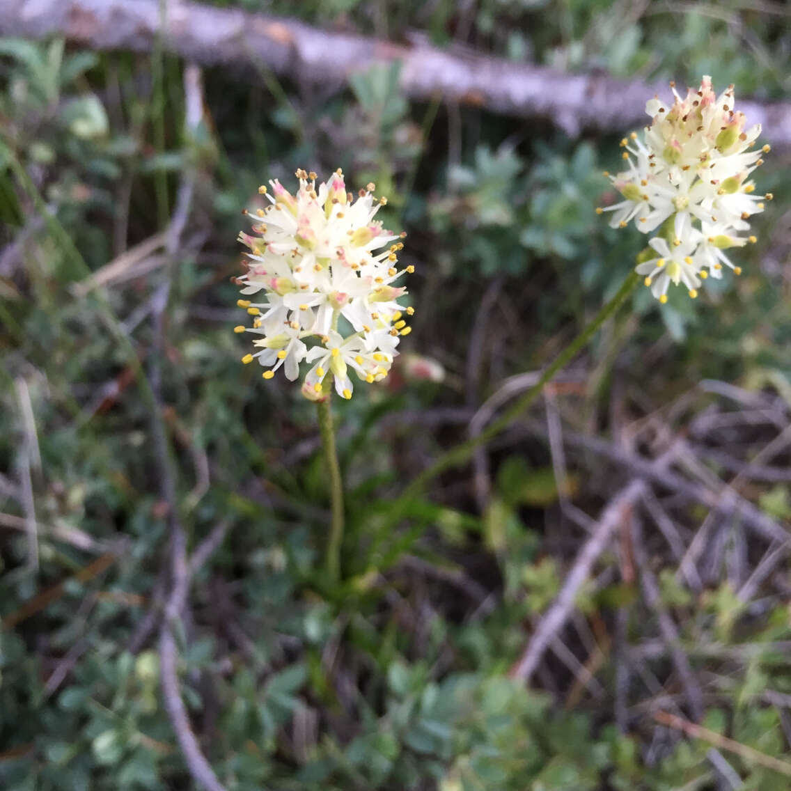 Image of western false asphodel