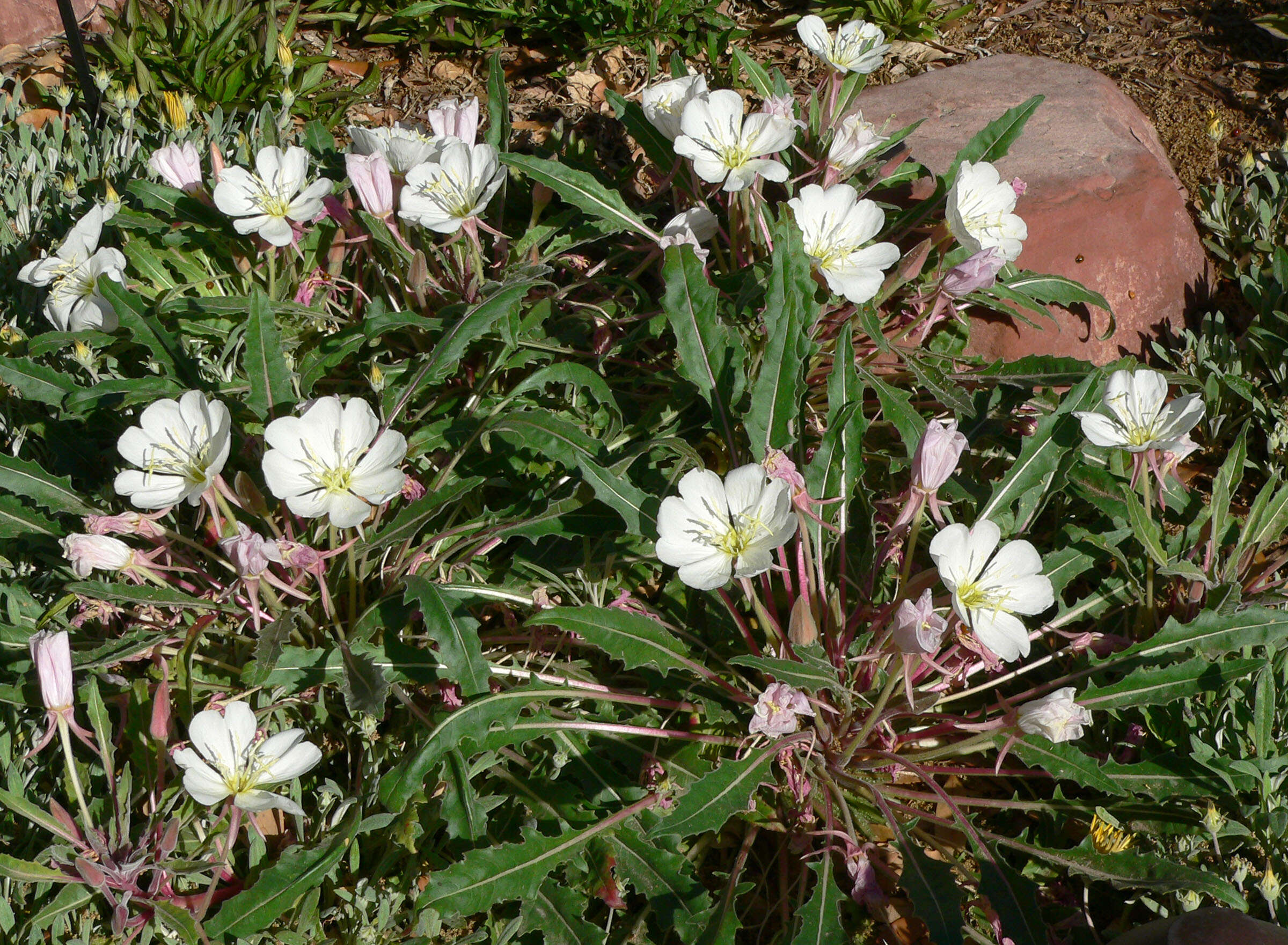 Image de Oenothera cespitosa Nutt.