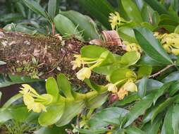 Image of Epidendrum hunterianum Schltr.