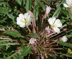 Image de Oenothera cespitosa Nutt.