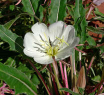 Image de Oenothera cespitosa Nutt.