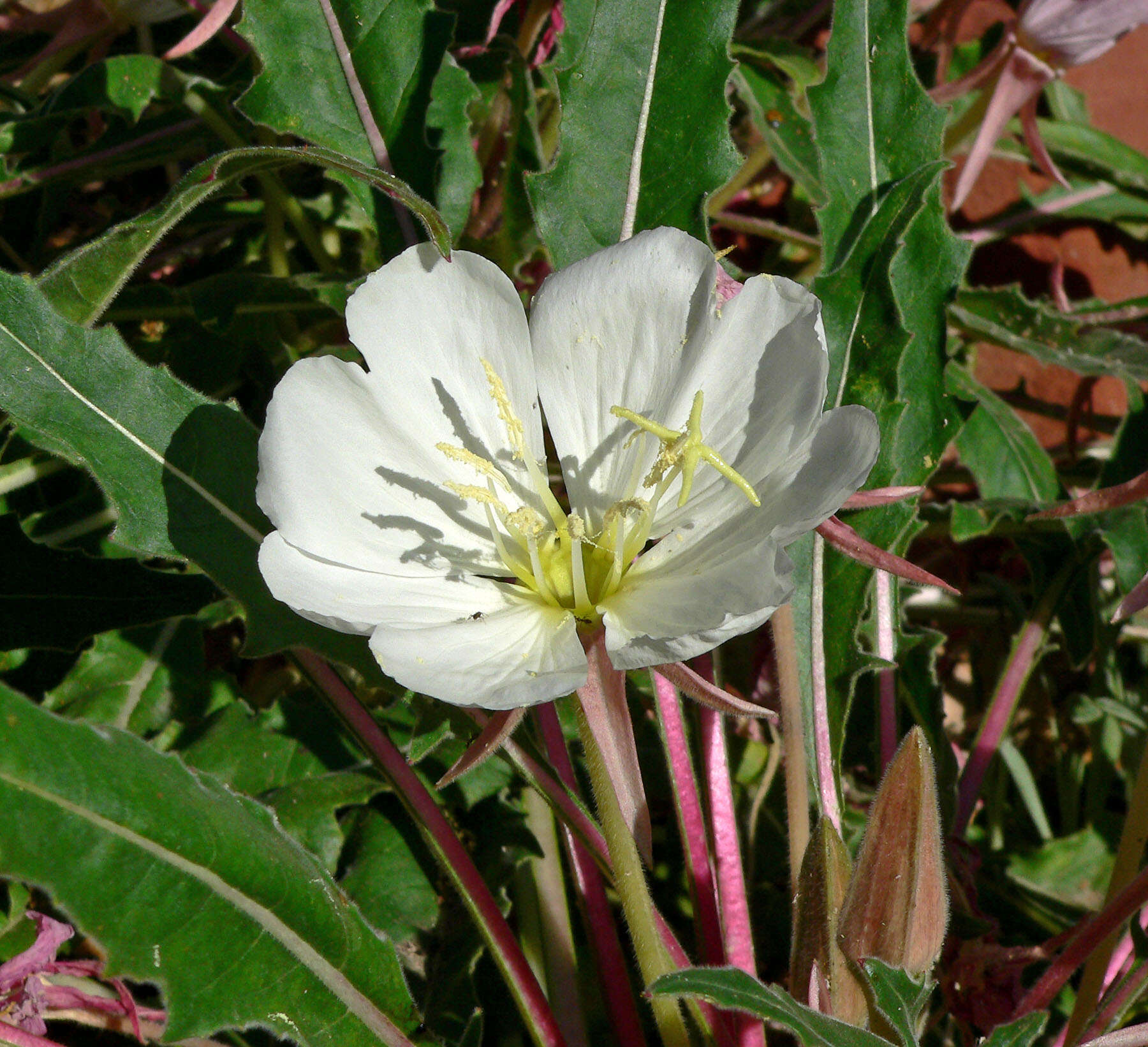 Image de Oenothera cespitosa Nutt.