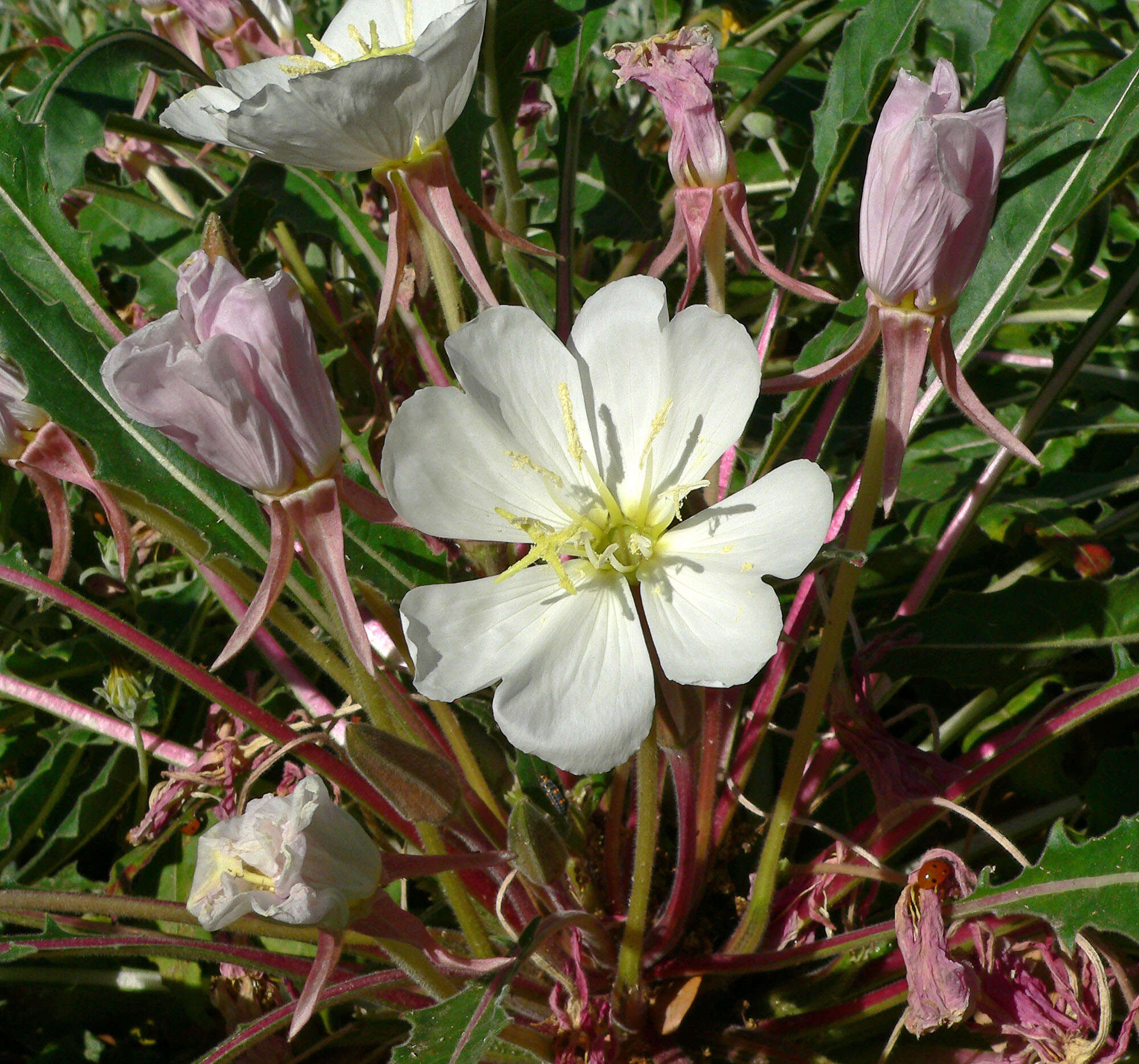 Oenothera cespitosa Nutt. resmi